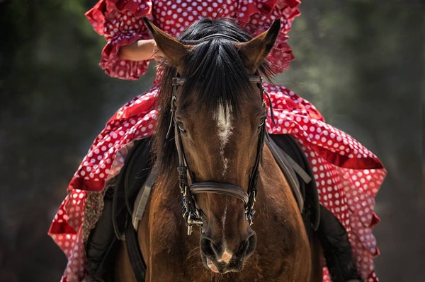 Faire des balades à cheval dans le Gard